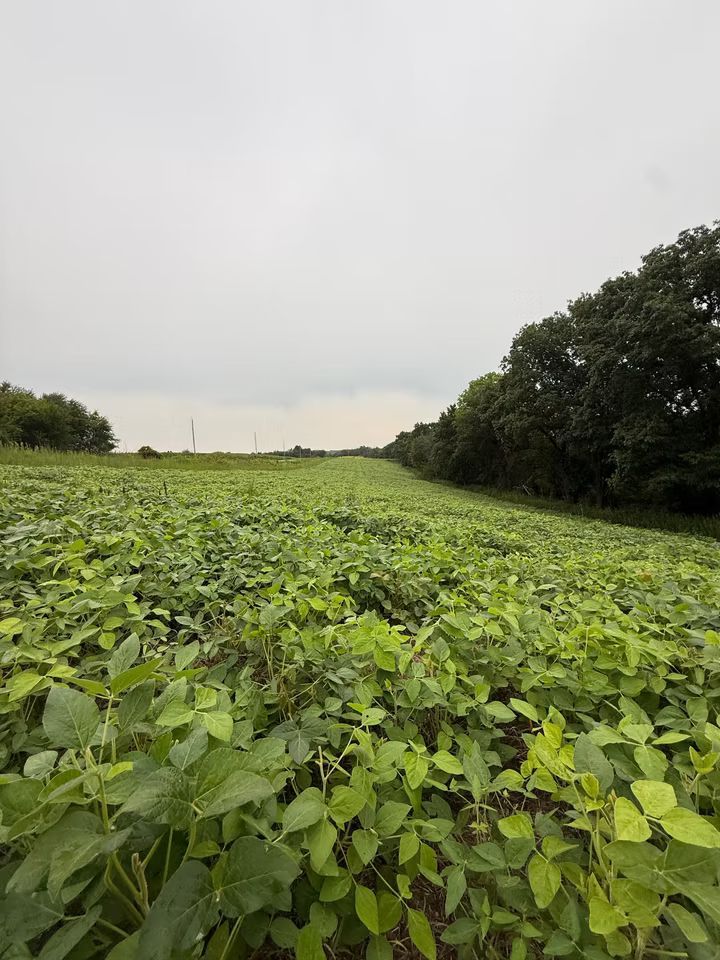 Custom field food plot installation stretching along a tree line in Southwest Wisconsin.