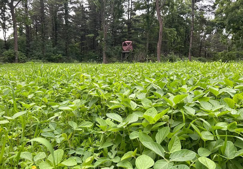 Lush green plant field food plot installed near a hunting blind in Southwest Wisconsin.