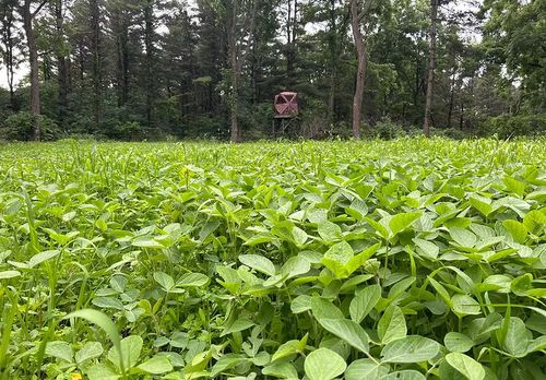 Lush green plant field food plot installed near a hunting blind in Southwest Wisconsin.
