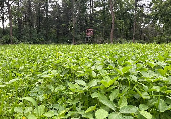 Lush green plant field food plot installed near a hunting blind in Southwest Wisconsin.