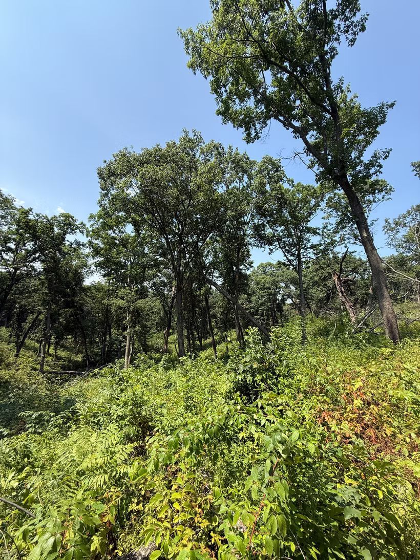 Dense woodland understory managed for habitat restoration in Southwest Wisconsin.
