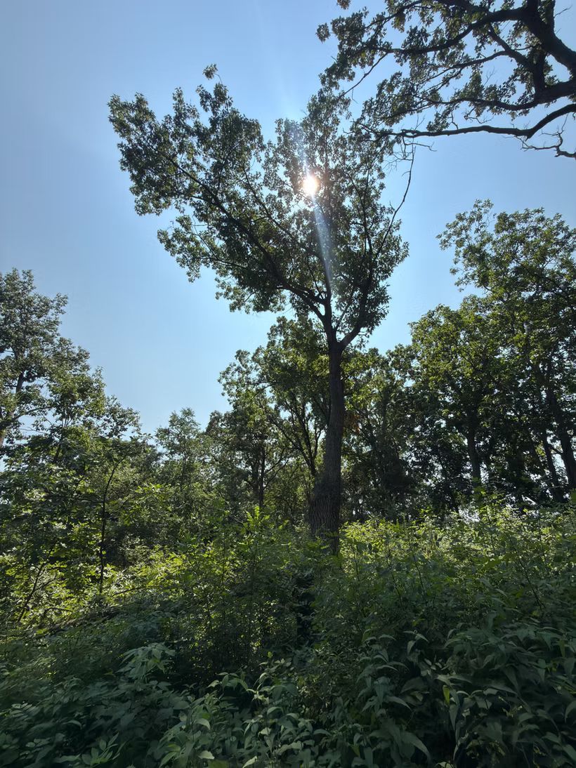Sun shining through woodland oak canopy during habitat restoration in Southwest Wisconsin.