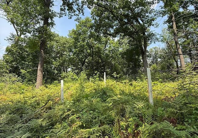Tree shelters protecting saplings for habitat restoration in Southwest Wisconsin.