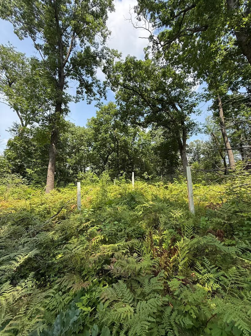 Tree shelters protecting saplings for habitat restoration in Southwest Wisconsin.