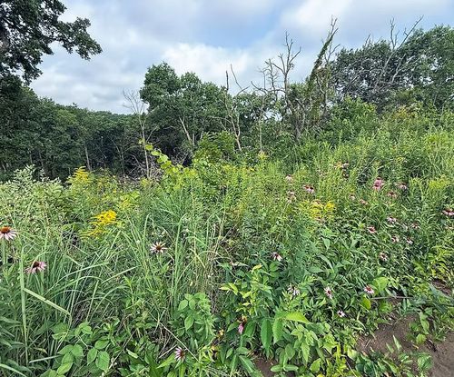 Native coneflowers and grasses blooming in habitat restoration area in Southwest Wisconsin.