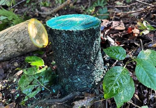 Cut stump treated for invasive species control in Southwest Wisconsin.