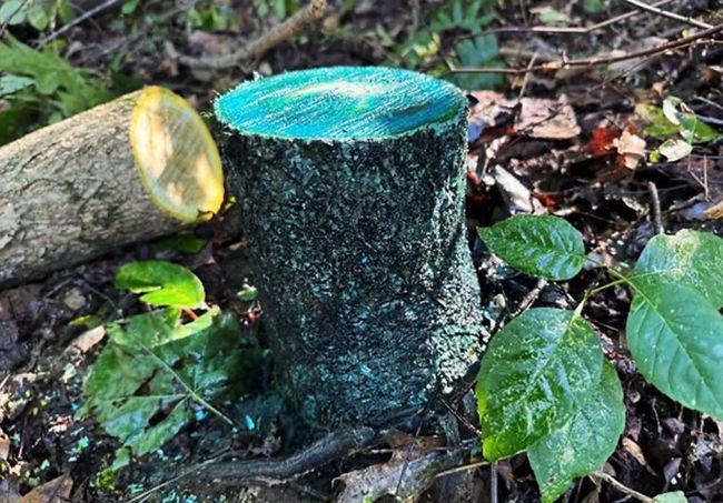 Cut stump treated for invasive species control in Southwest Wisconsin.