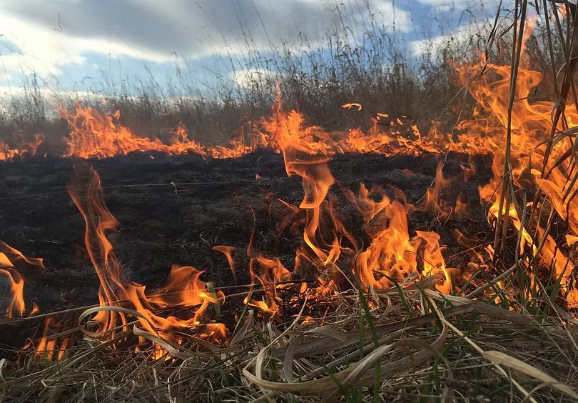 Low flames creeping over charred ground during prescribed burning in Southwest Wisconsin.
