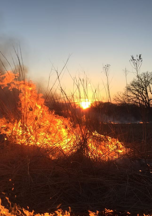 Flames sweeping through dry prairie grass during prescribed burning in Southwest Wisconsin.