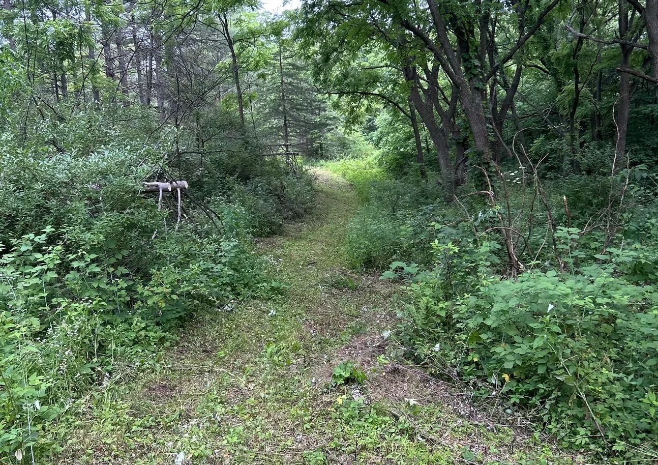 Mowed trail cleared through dense woods for land management in Southwest Wisconsin.