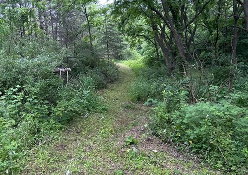 Mowed trail cleared through dense woods for land management in Southwest Wisconsin.
