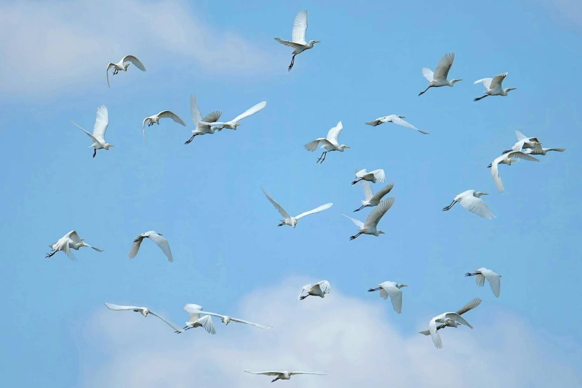 Bird Strike: rischi per la sicurezza aerea e prevenzione Bird Strike: rischi per la sicurezza aerea e prevenzione