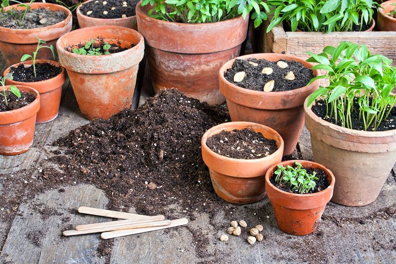A Bunch of Potted Plants — Beerwah Co-Op in Beerwah, QLD