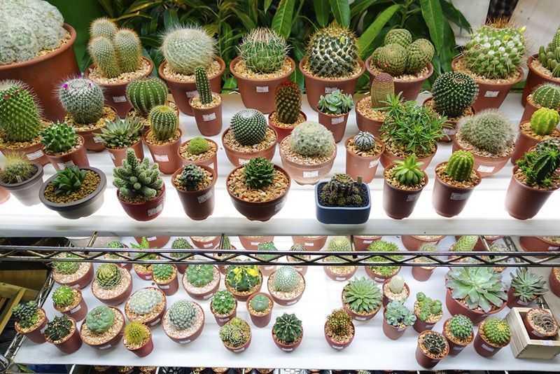 There Are Many Different Types of Cactus in Pots — Beerwah Co-Op in Beerwah, QLD