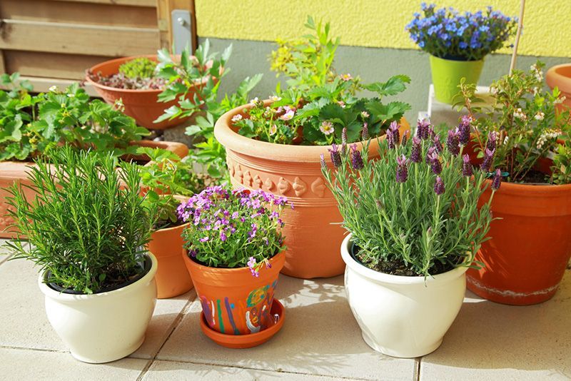 A Row of Potted Plants — Beerwah Co-Op in Beerwah, QLD