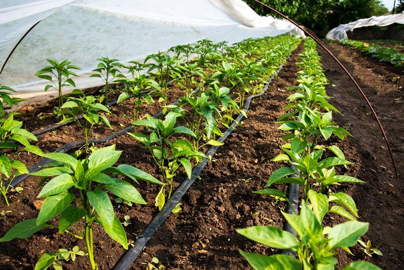 A Row of Plants Growing in a Greenhouse With Drip Irrigation — Beerwah Co-Op in Beerwah, QLD