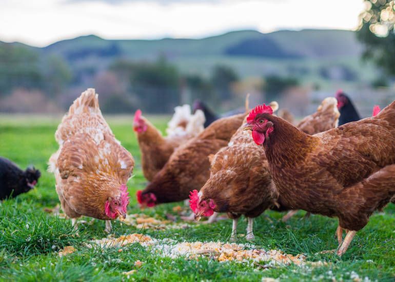 A Herd of Chickens Are Eating Food — Beerwah Co-Op in Beerwah, QLD