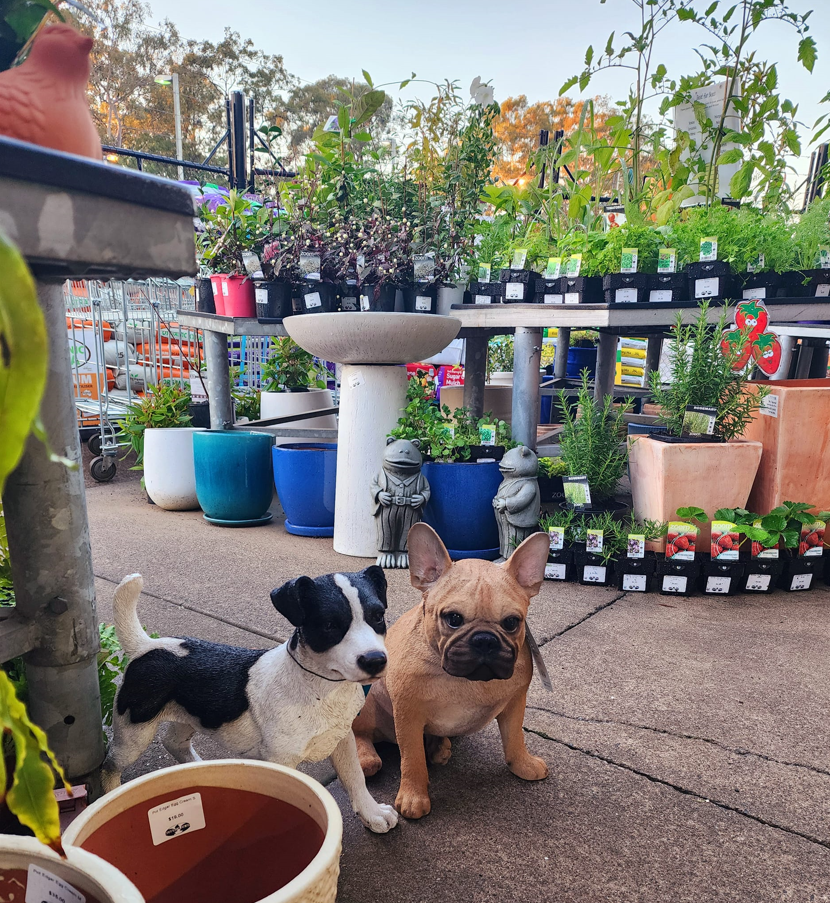 Two dog statues are standing next to potted plants with flowers. — Beerwah Co-Op in Beerwah, QLD