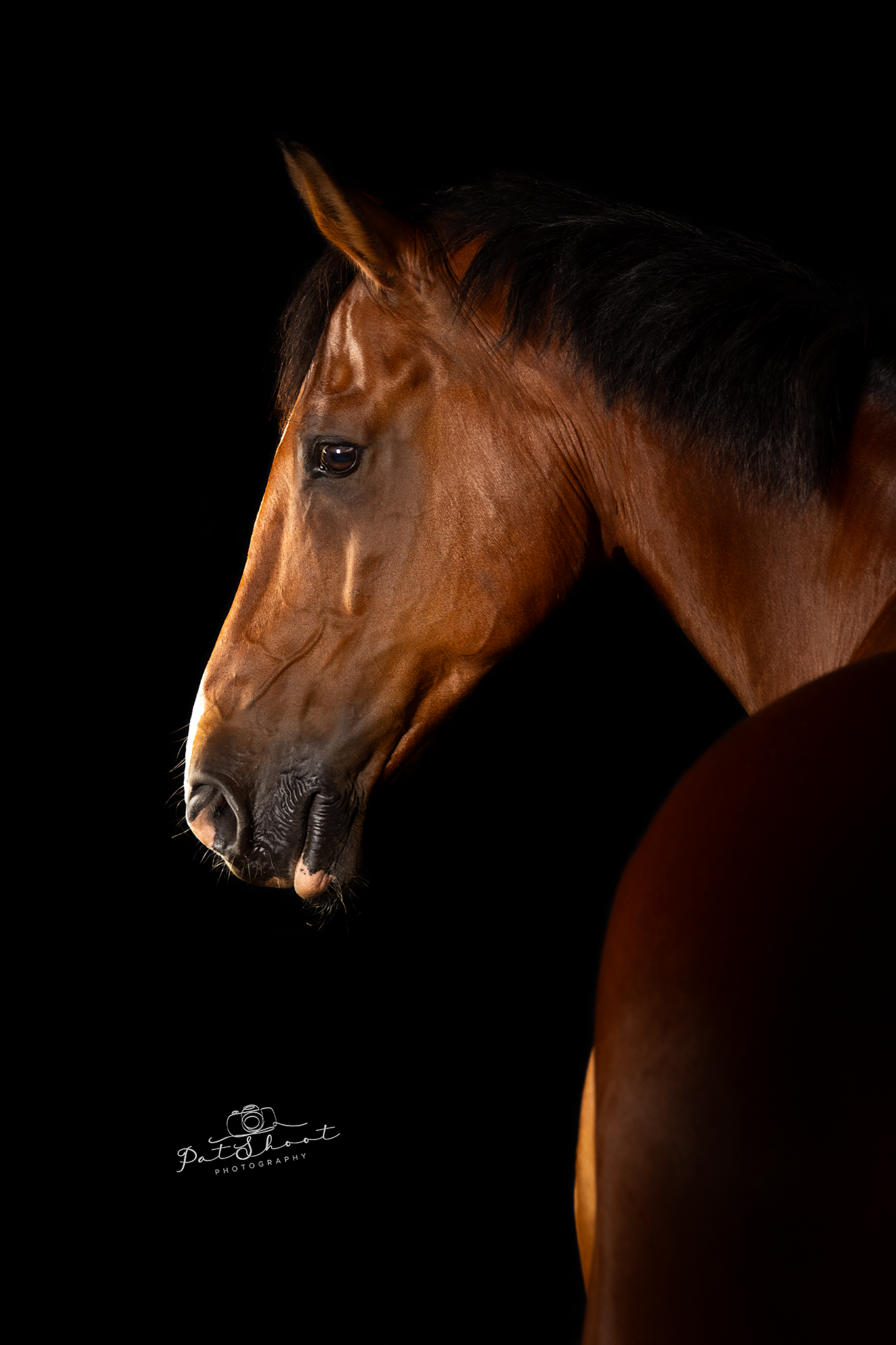 Bruin paardenhoofd met donkere manen tegen een zwarte achtergrond. Druppels zichtbaar uit de snuit van het paard.