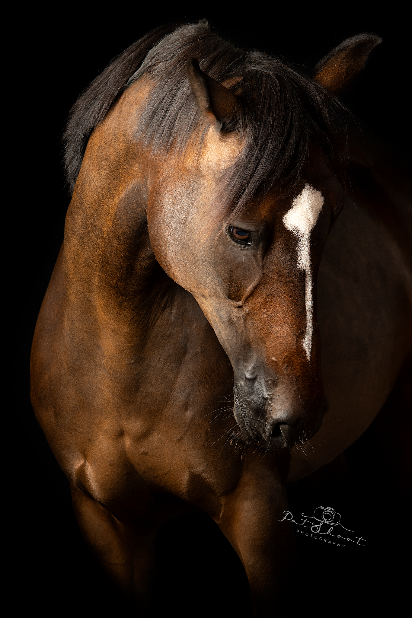 Bruin paard met een witte streep op zijn gezicht tegen een zwarte achtergrond.