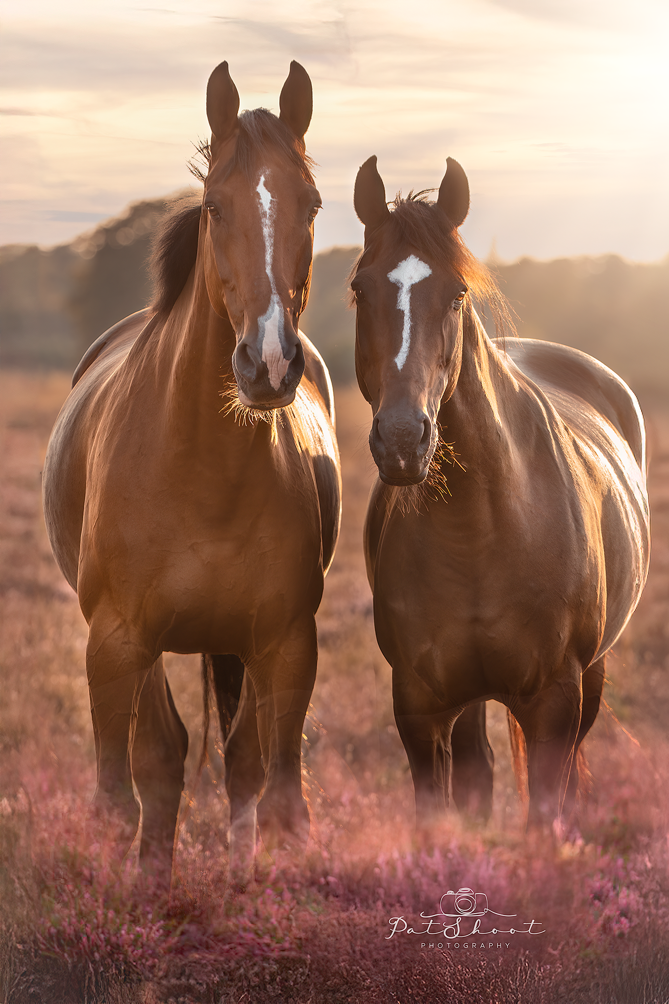 Twee bruine paarden met witte bles staan ​​in een veld met paarse bloemen, in het zonlicht.