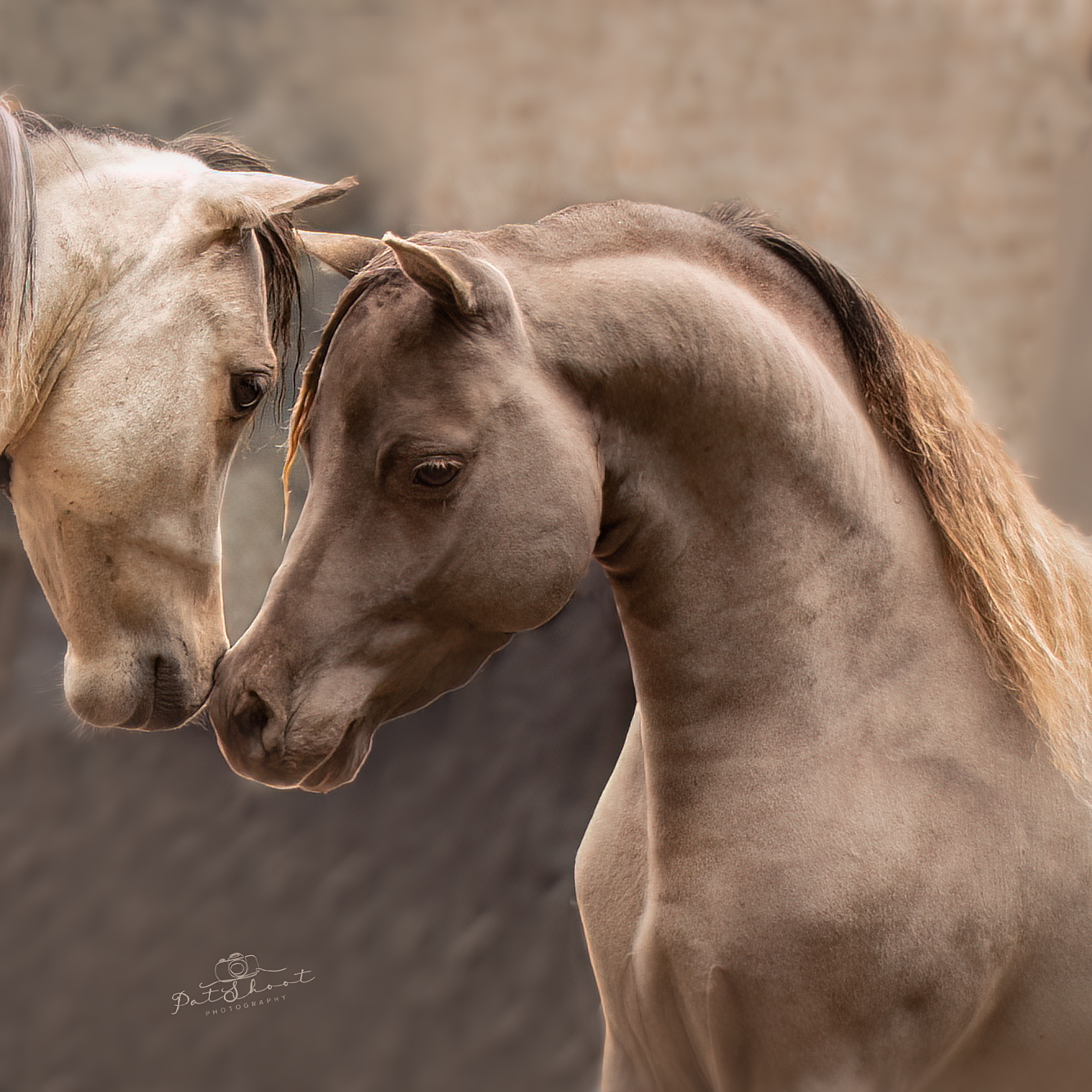 Twee paarden wrijven hun snuiten tegen elkaar; de ene is bruin, de andere lichter van kleur. De achtergrond is wazig.
