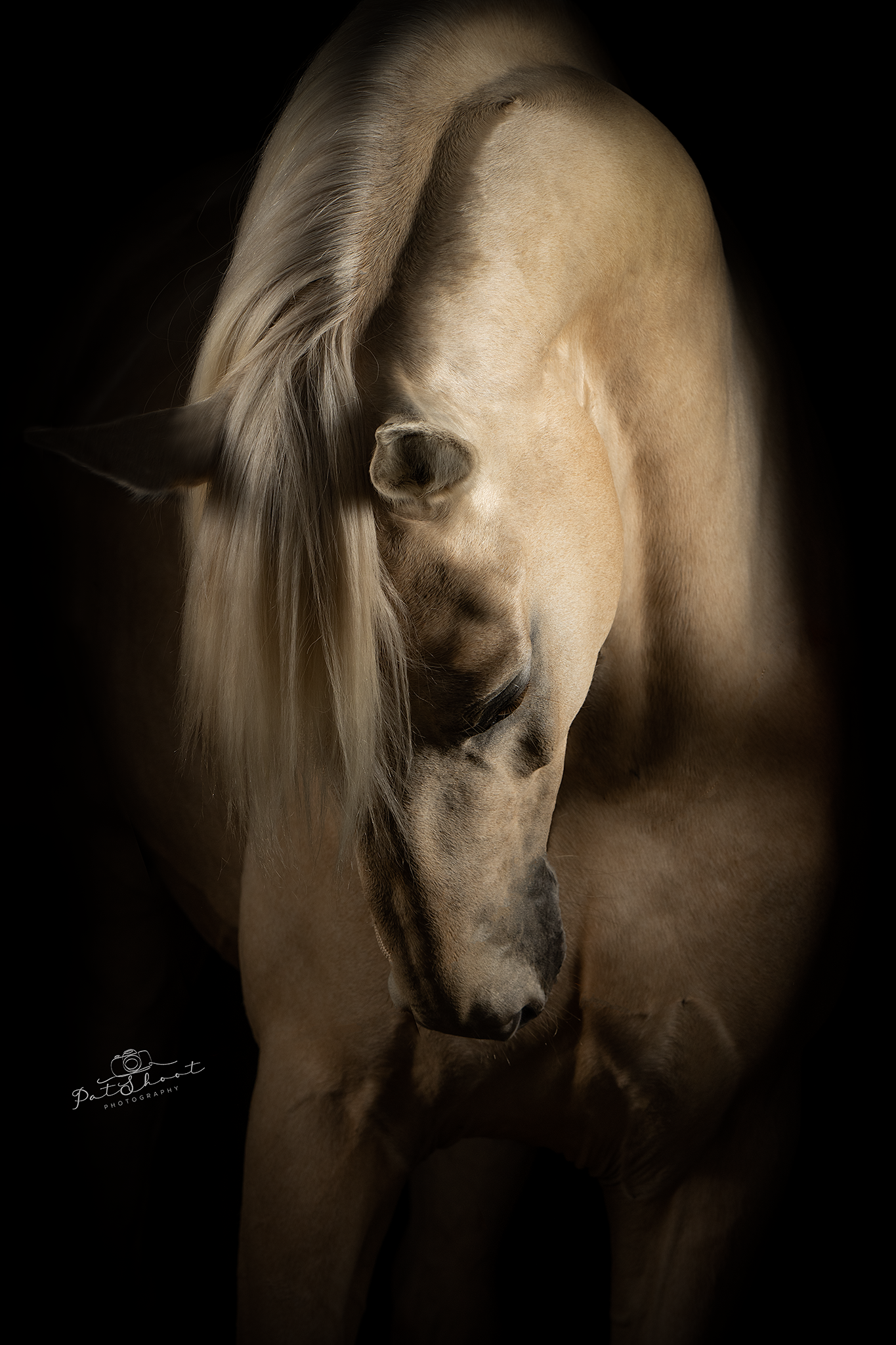 Bruin paard met gebogen hoofd, tegen een zwarte achtergrond.