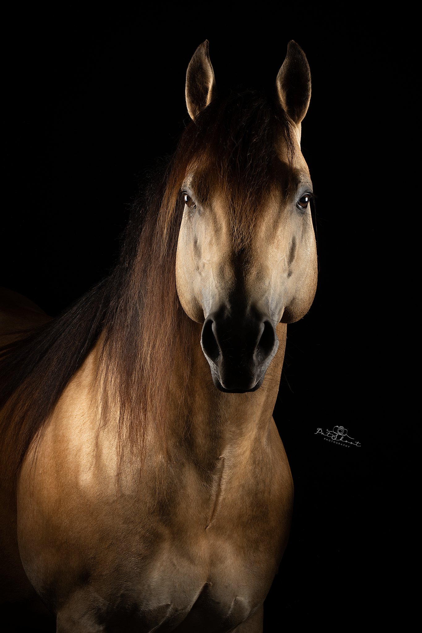 Een bruin paard met een zwarte manen tegen een zwarte achtergrond.