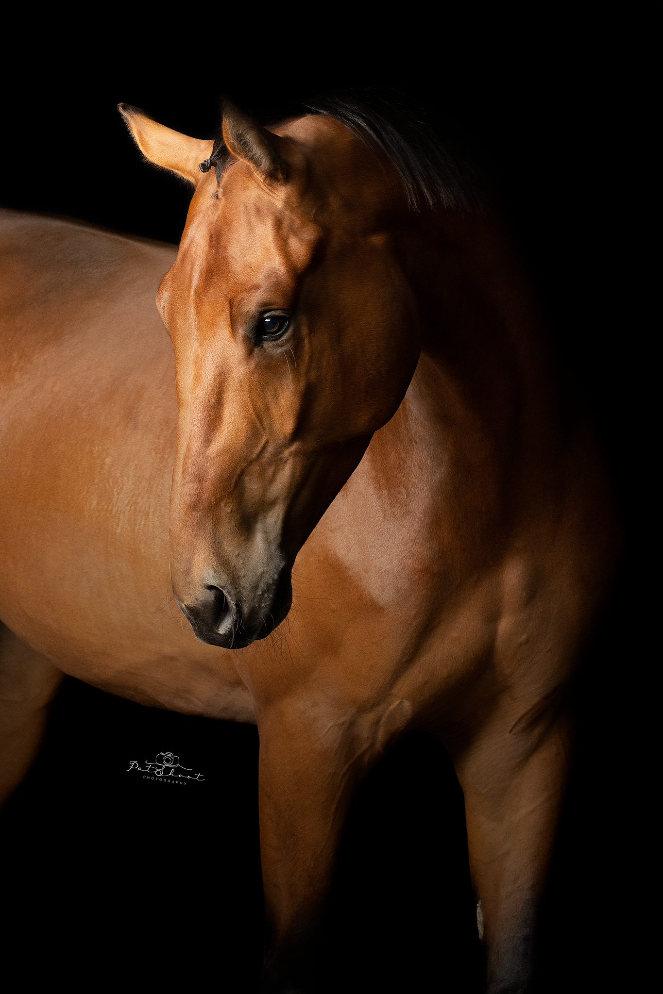 Een kastanjebruin paard tegen een zwarte achtergrond, dat met geconcentreerde ogen iets naar beneden kijkt.