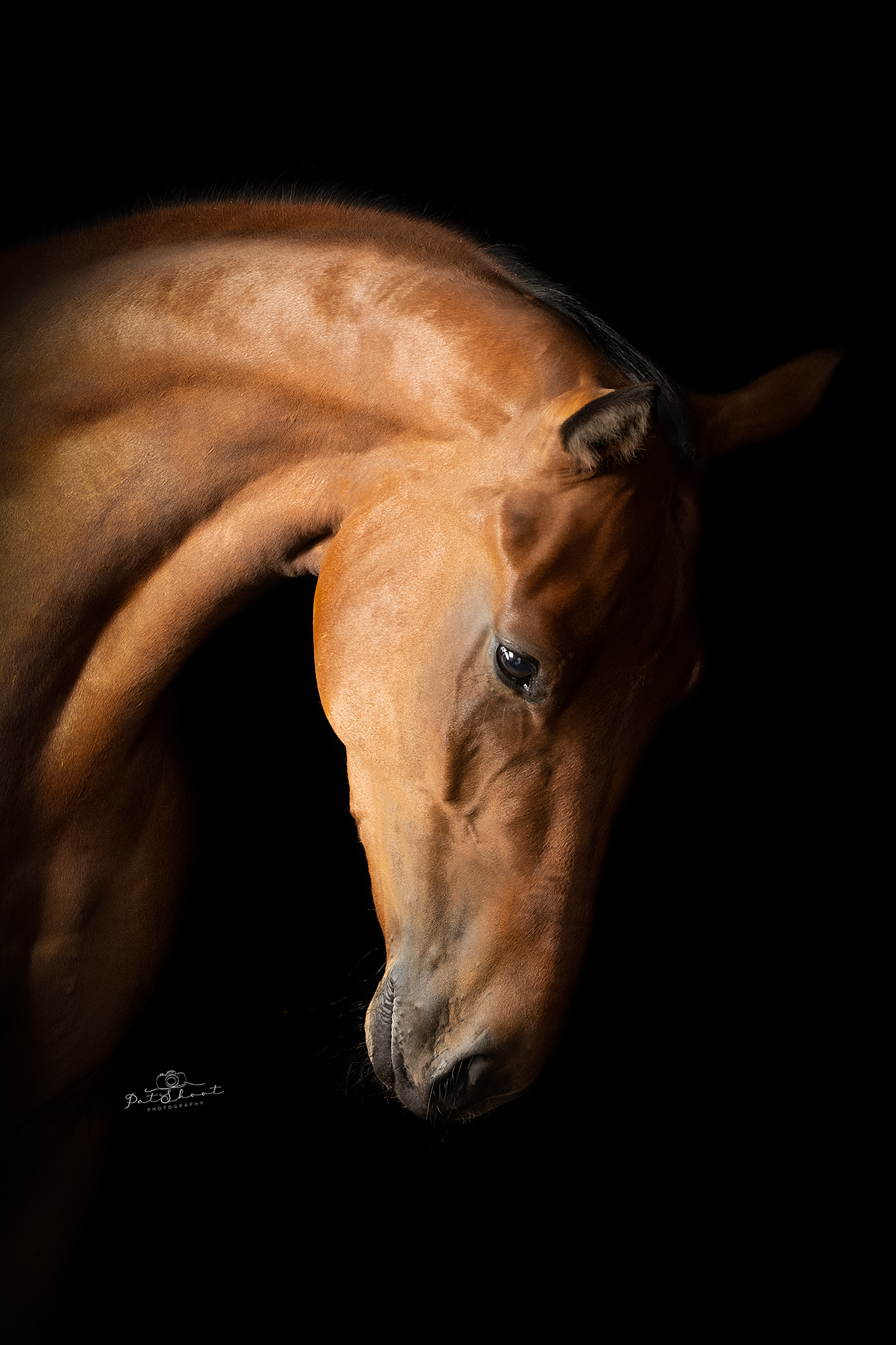 Bruin paardenhoofd, in de schaduw, tegen een zwarte achtergrond.