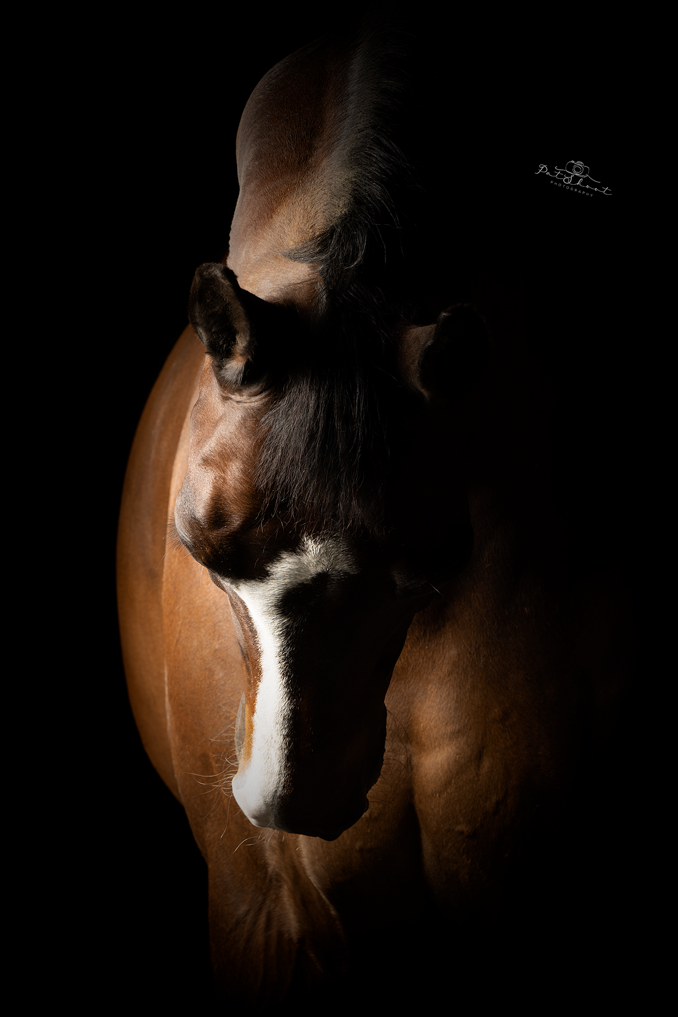 Bruin paard met witte bles, gezicht grotendeels in de schaduw, tegen een zwarte achtergrond.