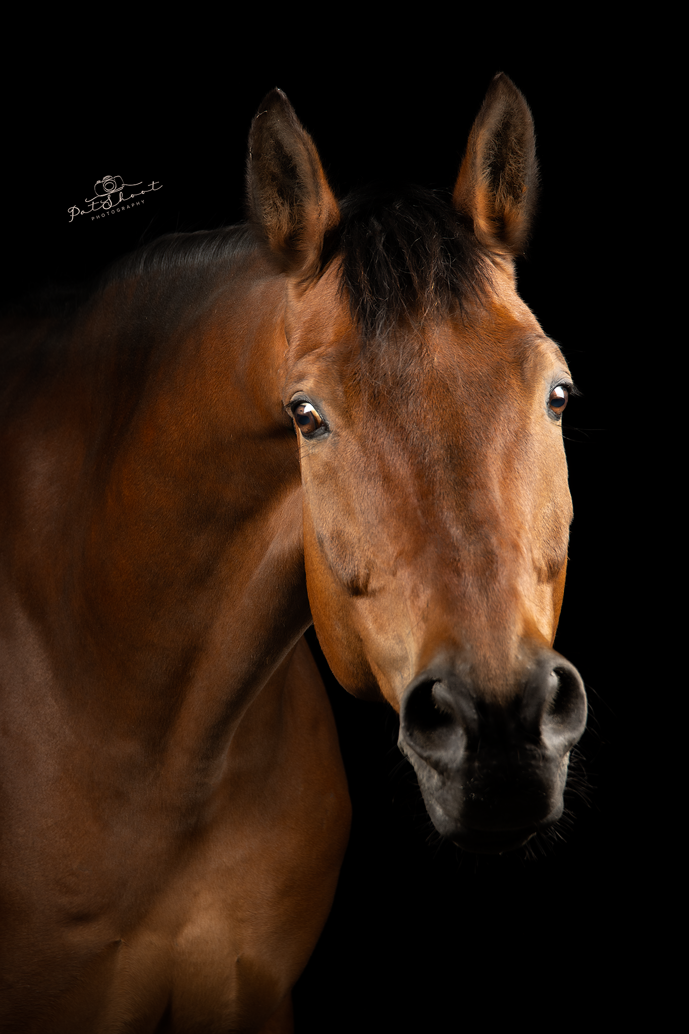 Bruin paardenhoofd tegen een zwarte achtergrond.