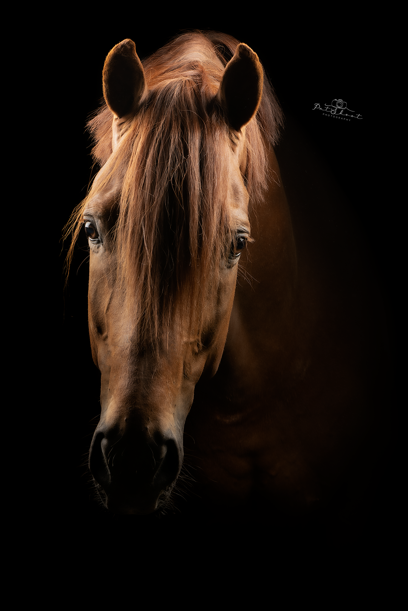 Bruin paardenhoofd tegen een zwarte achtergrond, recht vooruit kijkend.