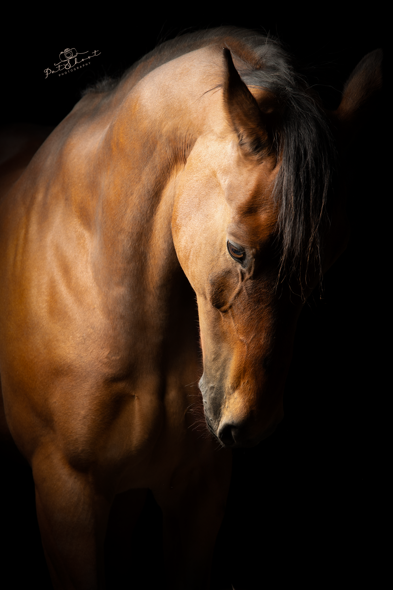 Bruin paard met zwarte manen, naar beneden kijkend, tegen een donkere achtergrond.