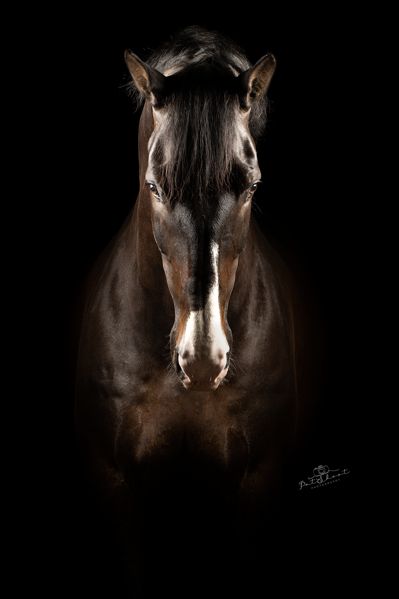 Een donkerbruin paard met een witte vlek op zijn gezicht, dat uit het zwart tevoorschijn komt.