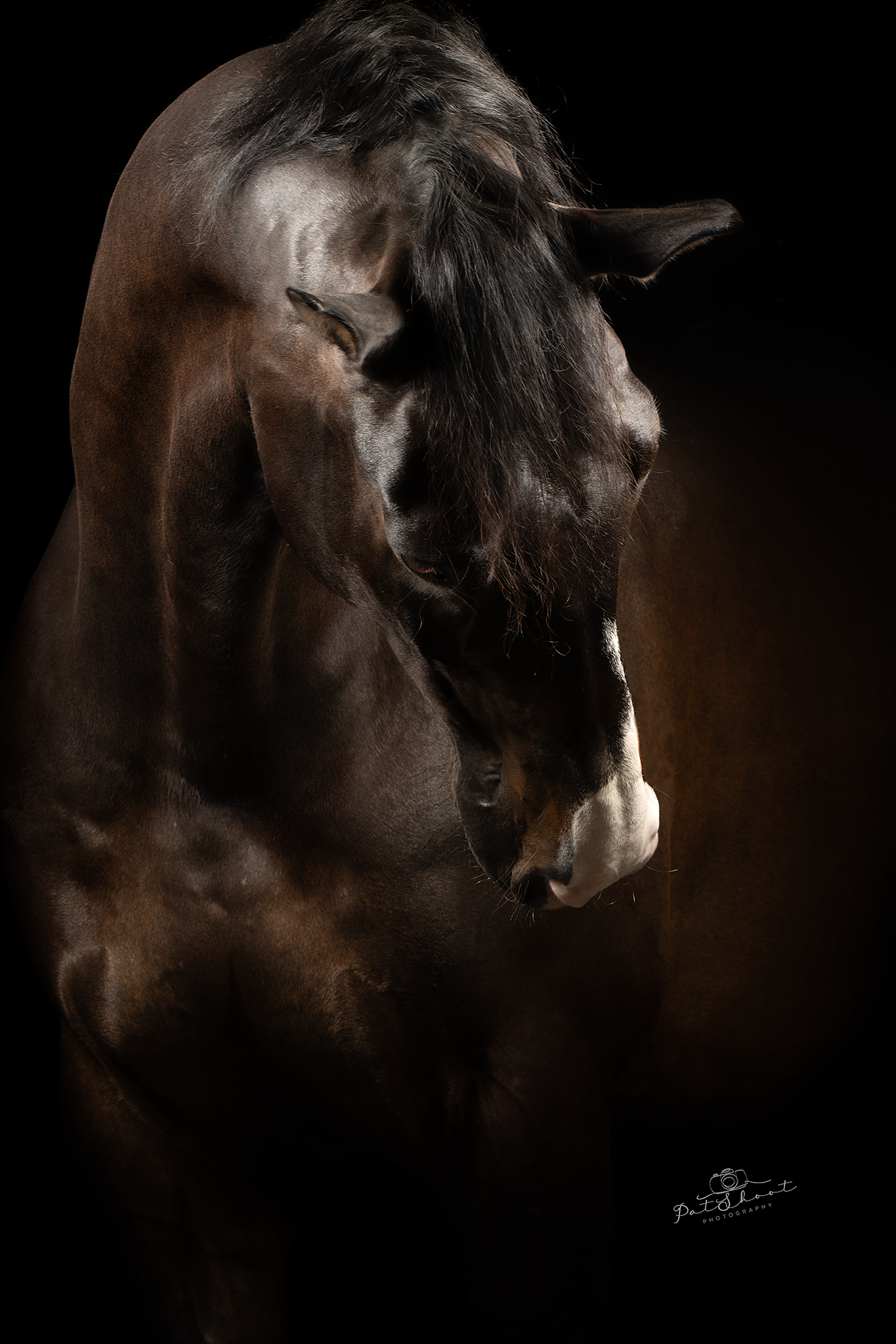Donkergekleurd paard, kop en hals afgetekend tegen een zwarte achtergrond. Witte snuit zichtbaar, kijkt naar beneden.