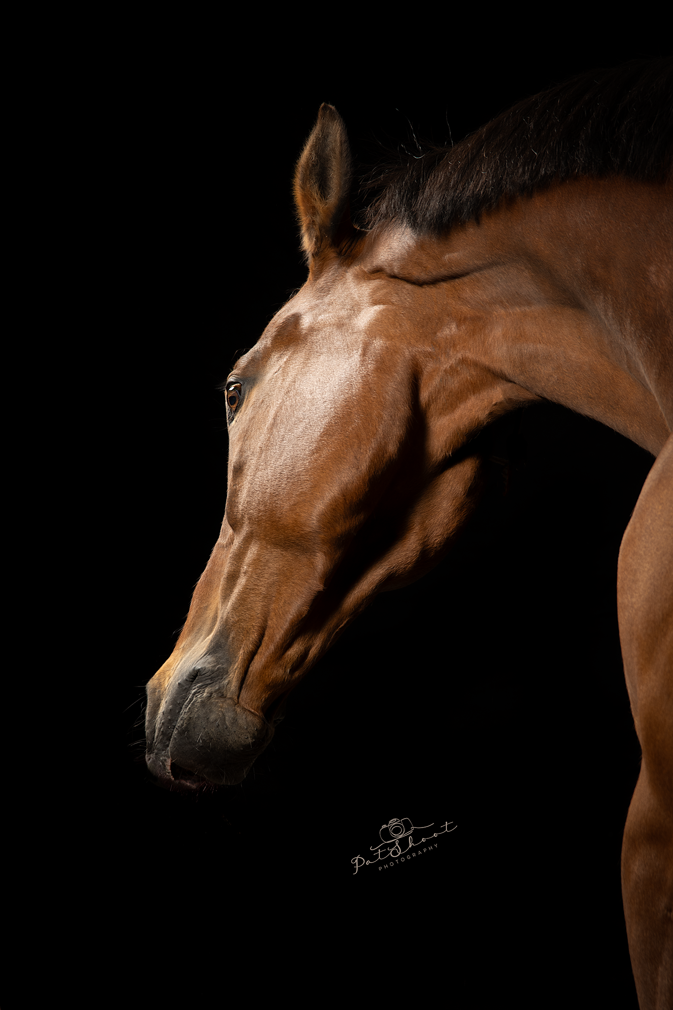 Bruin paard met gedraaide kop, waterdruppels, zwarte achtergrond.
