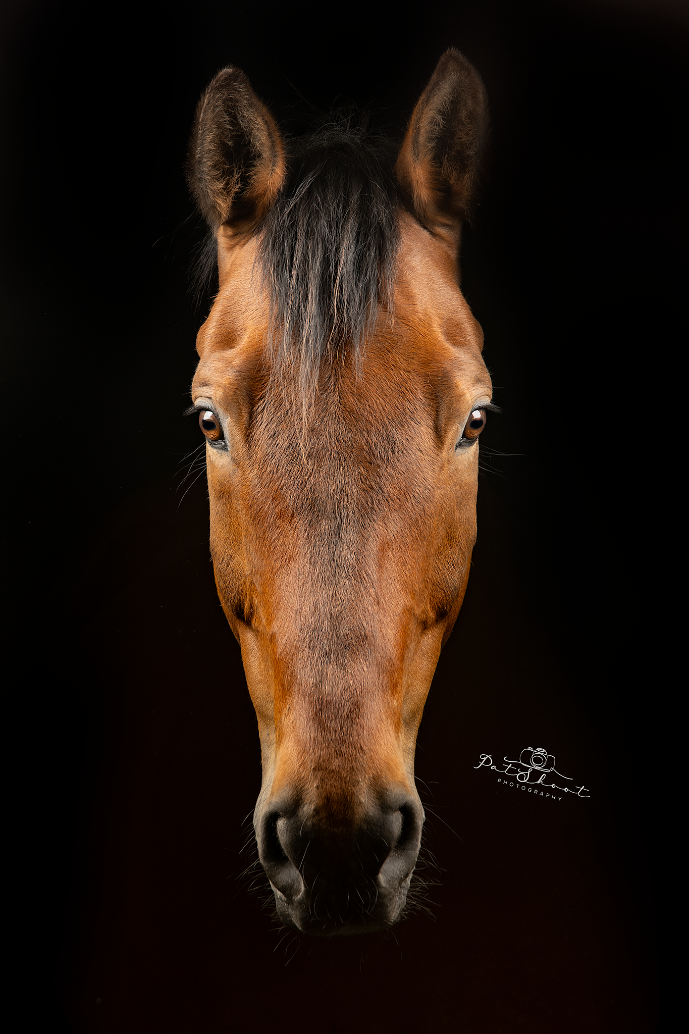 Bruin paardenhoofd tegen een zwarte achtergrond, recht vooruit kijkend.