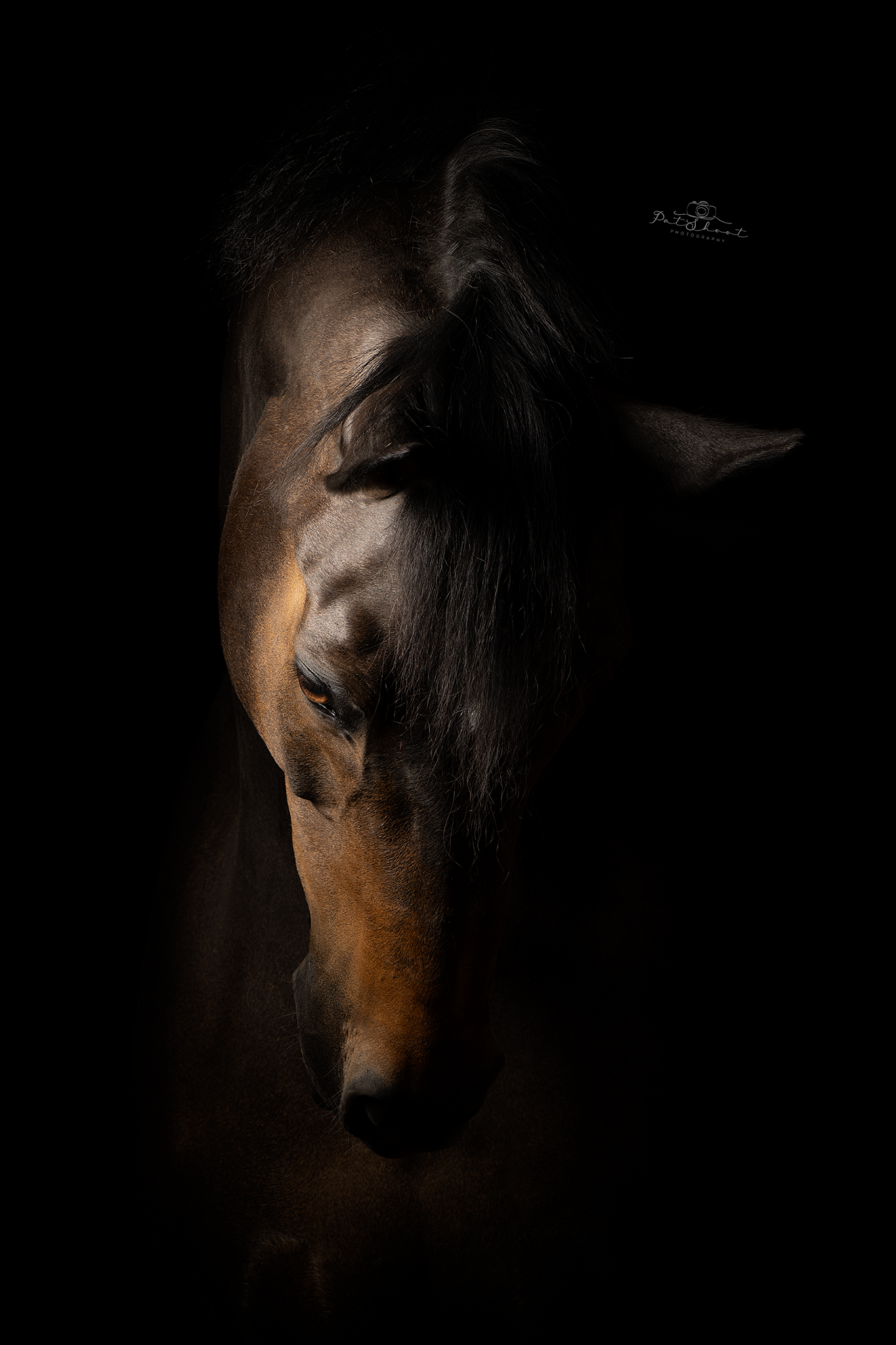 Paardenhoofd met donkere vacht, verlicht door gedempt licht.