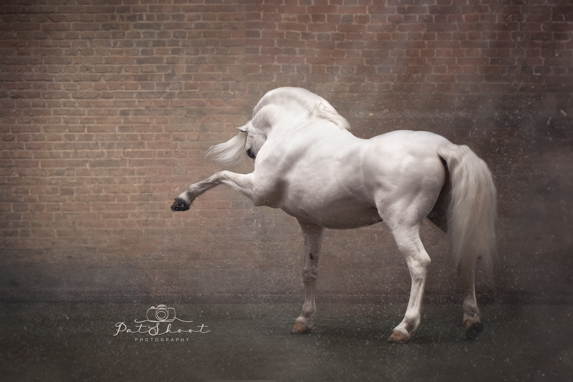 Een wit paard dat op zijn achterpoten steigert voor een bakstenen muur.