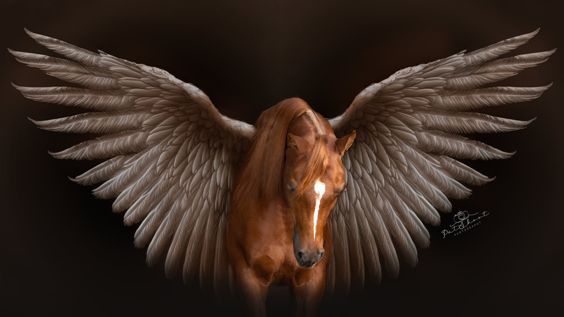 Bruin paard met grote, uitgestrekte gevederde vleugels tegen een donkere achtergrond.