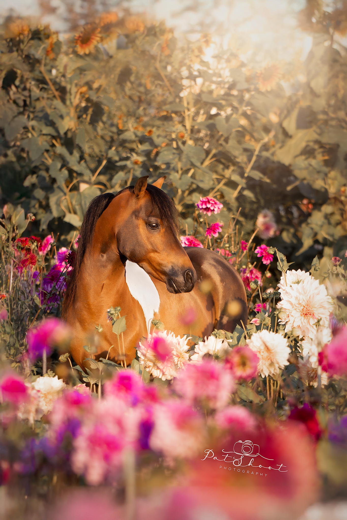 Bruin paard rustend in een bed van roze en witte bloemen; persoon wazig op de achtergrond.