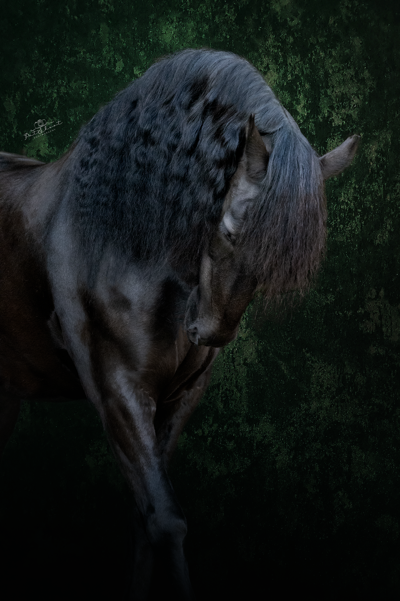 Donkerkleurig paard met dikke, golvende manen. Staat met gebogen hoofd, gedeeltelijk verborgen tegen een groene, wazige achtergrond.
