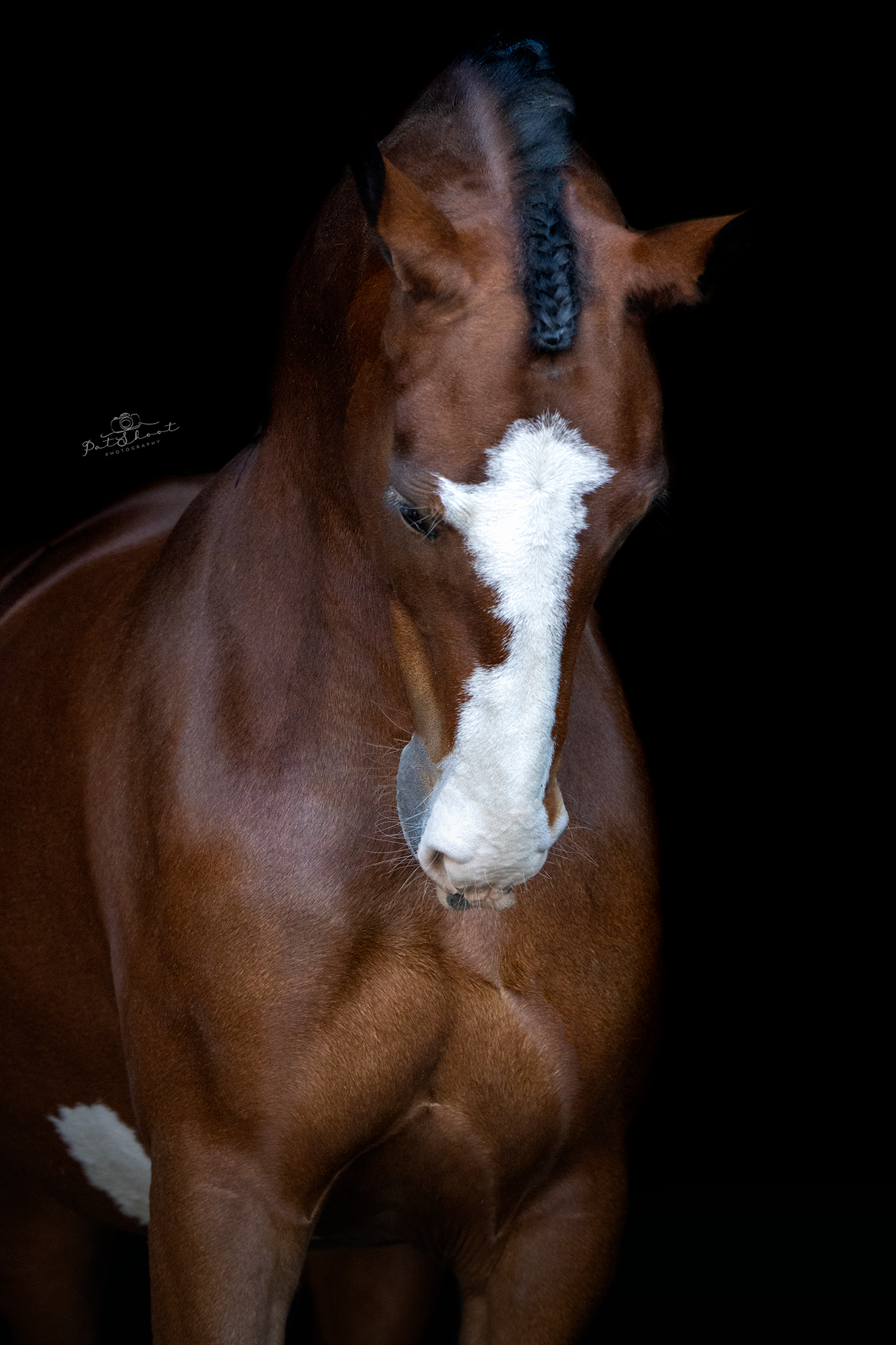 Bruin paard met witte bles en witte sokken, hoofd omhoog, zwarte achtergrond.