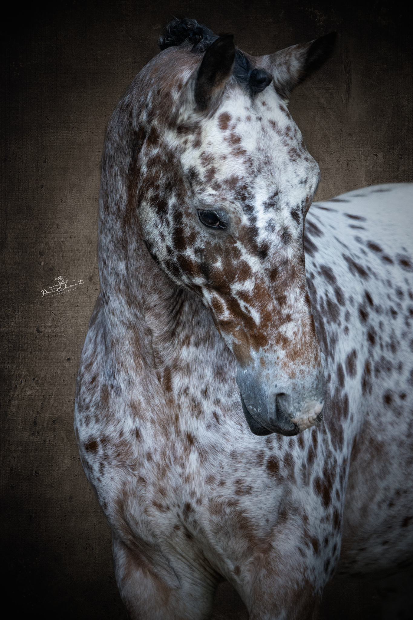 Appaloosa met een gevlekte vacht, bruin en wit. Hoofd licht gedraaid met een neutrale uitdrukking.