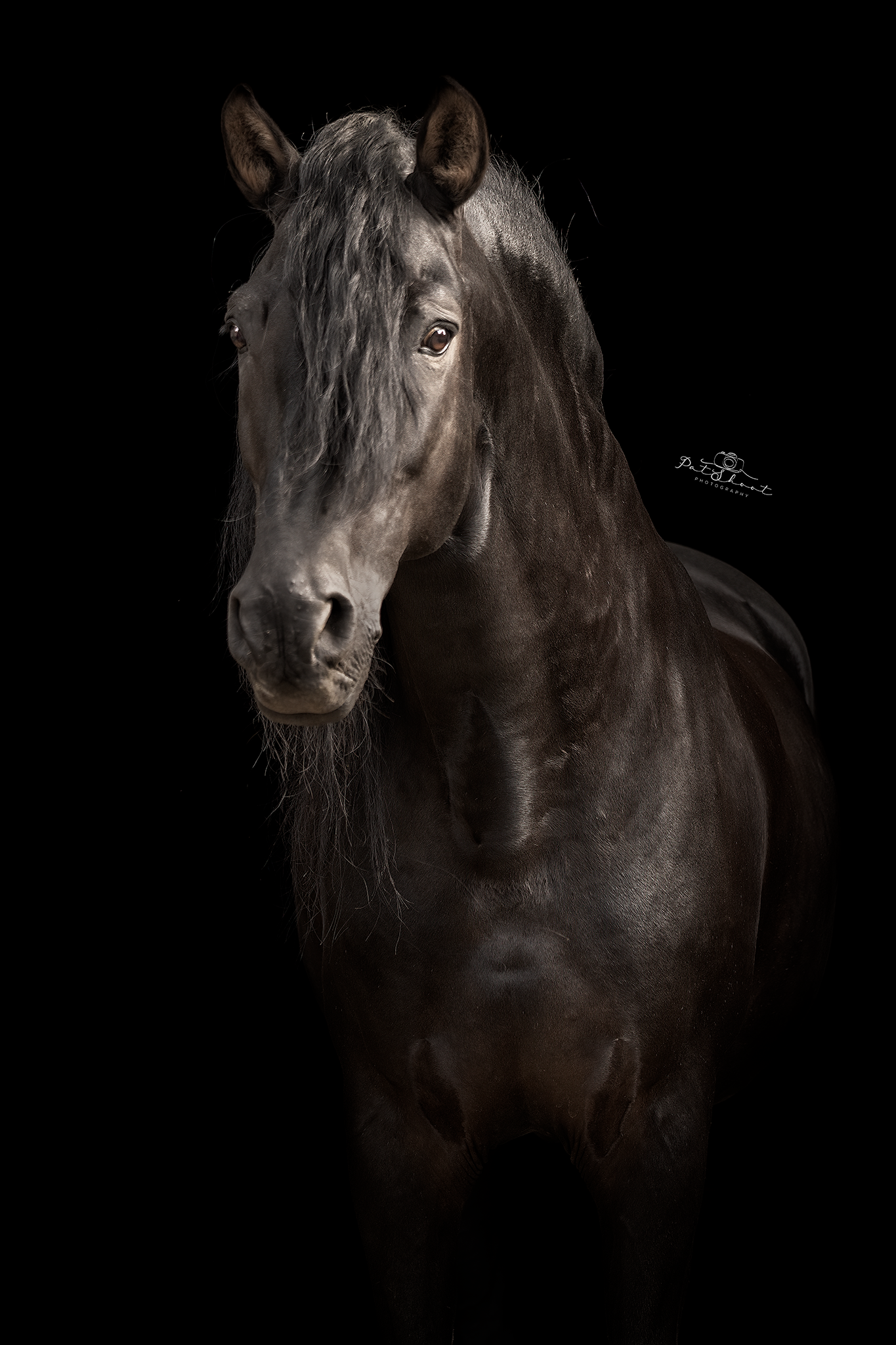 Zwart paard tegen een zwarte achtergrond; natte vacht, recht vooruit kijkend met een kalme uitdrukking.