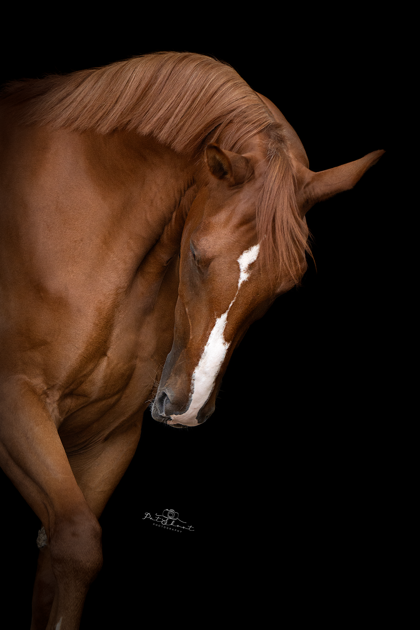 Bruin paard met witte gezichtsmarkeringen, hoofd gebogen, op een zwarte achtergrond.