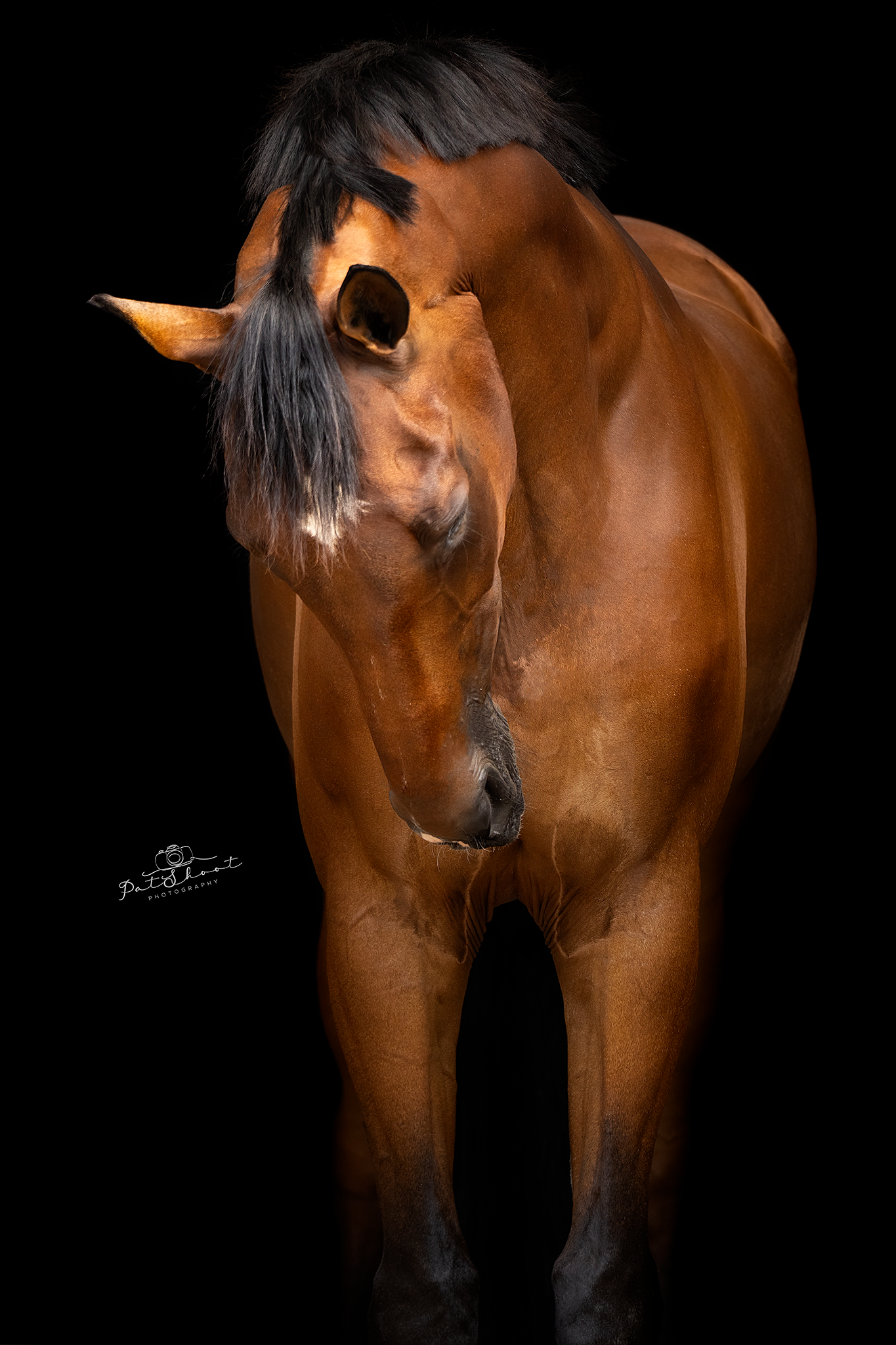 Bruin paard met zwarte manen en voorlok, staand tegen een zwarte achtergrond.