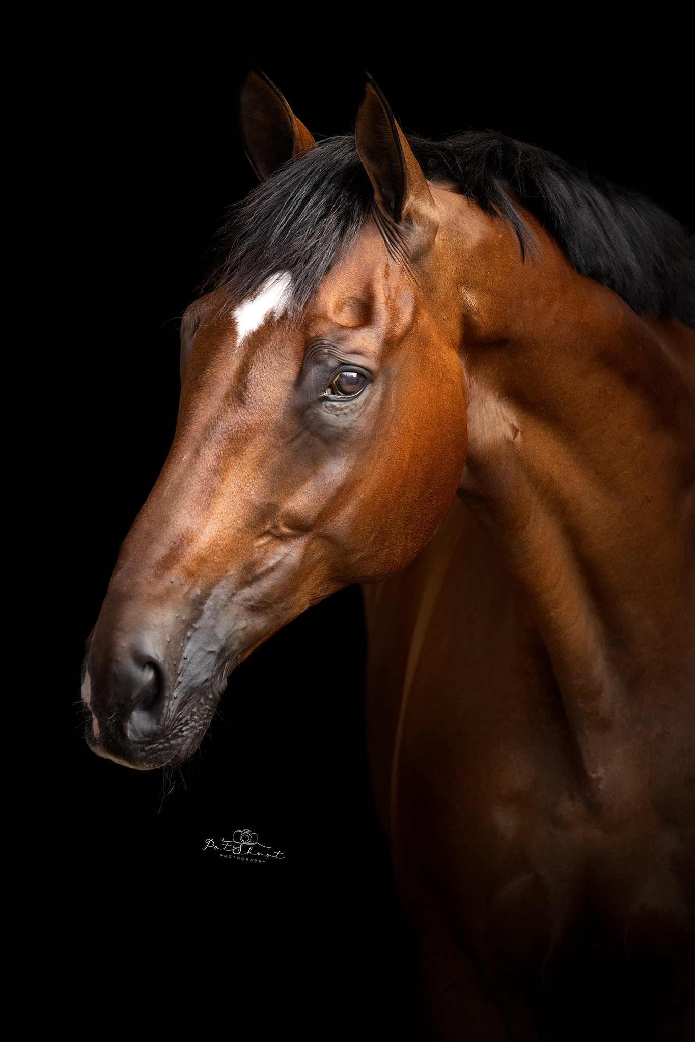 Bruin paard met een witte ruitvormige bles op zijn voorhoofd, tegen een zwarte achtergrond.