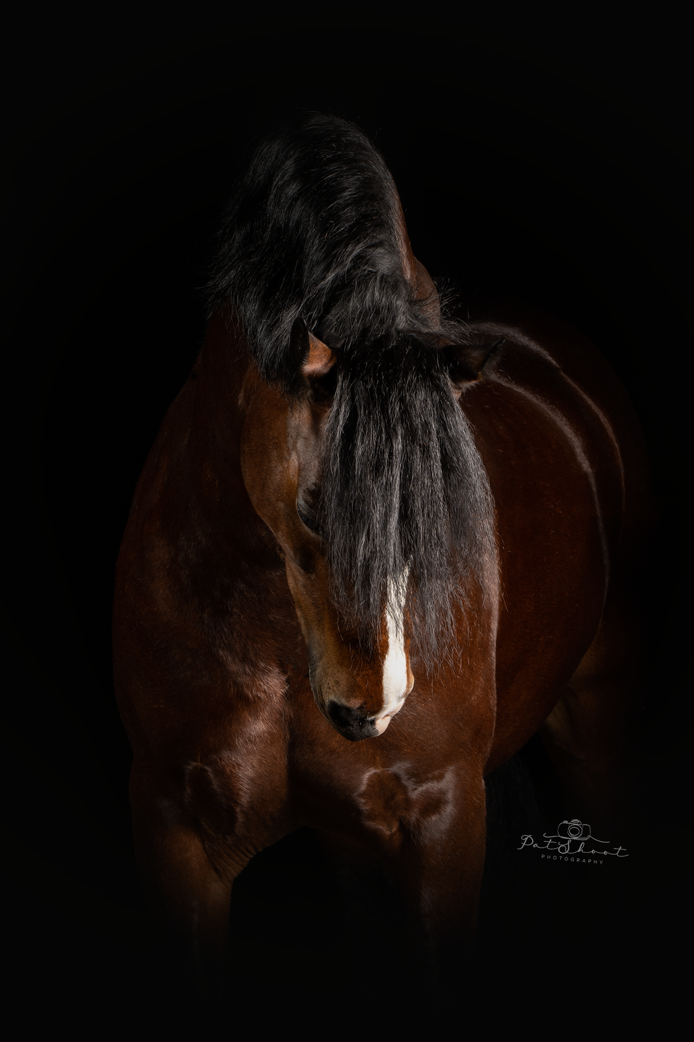 Donkerbruin paard met lange, zwarte manen en een witte bles, tegen een zwarte achtergrond.